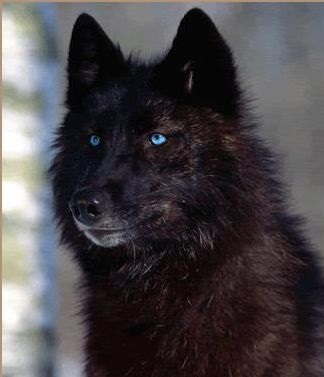 a black wolf with blue eyes, a werewolf in wolf form