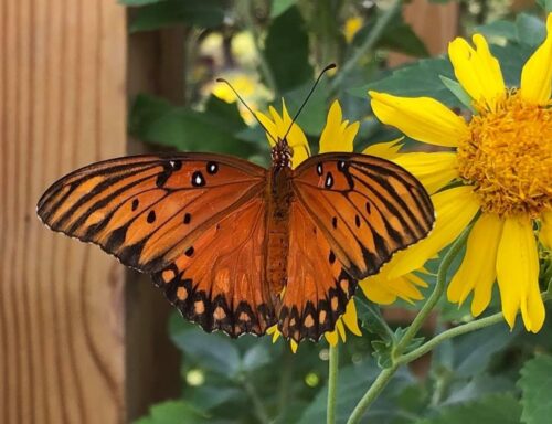 orange gulf fritillary butterfly on cowpen daisy