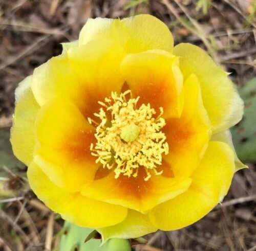 Lovely prickly pear flower - bright yellow with orange rays from yellow center