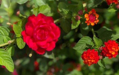 Bright red rose and red lantana flowers with green leaf background