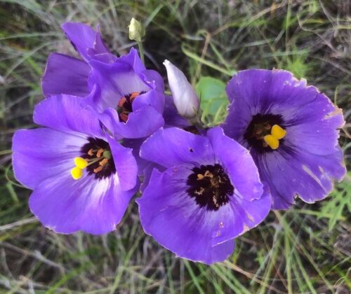 Texas bluebells - rare wildflower - vivid purple blue with yellow in center