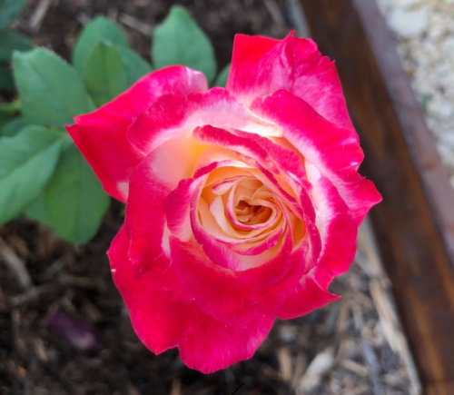 Double delight rose 