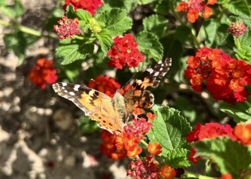 Orange butterfly with one tattered wing among brilliant red 