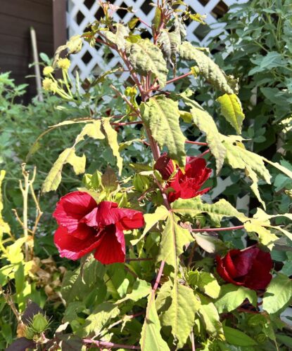 Tall green branch of bush with 3 bright red flowers and buds.