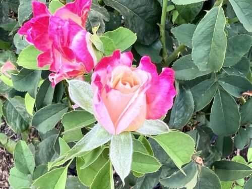 barely open red and white rose bud with another in the background and green leaves