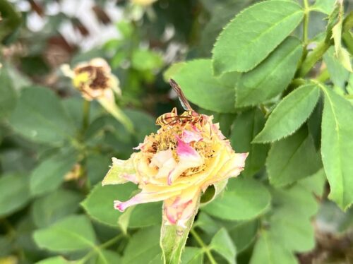 same rosebuds from previous picture, but with petals eaten away and a yellow striped wasp on top