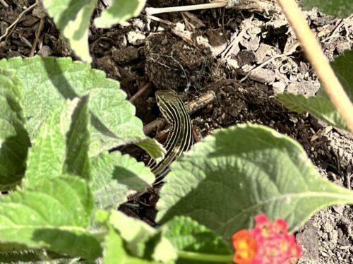 tiny lizard with long yellow and black stripes under lantana leaves with a flower in one corner